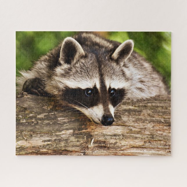 Curieux Raccoon, Jigsaw Puzzle (Horizontal)