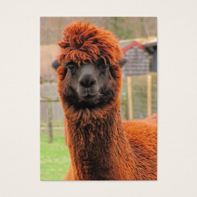 Curious Alpaca ~ ATC (Vorderseite)
