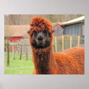 Curious Alpaca ~ Print Poster