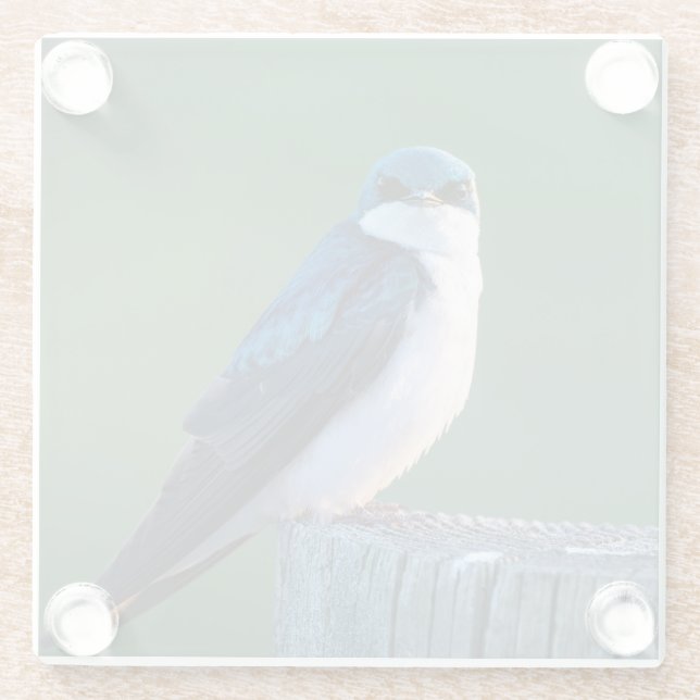 Curious Bird Glasuntersetzer (Rückseite)