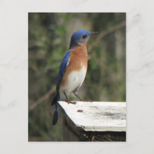 Curious Bluebird Postcard Postkarte