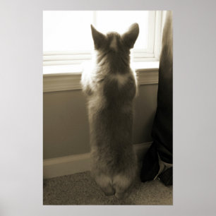 Curious Corgi Poster