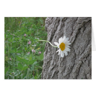 Curious Daisy