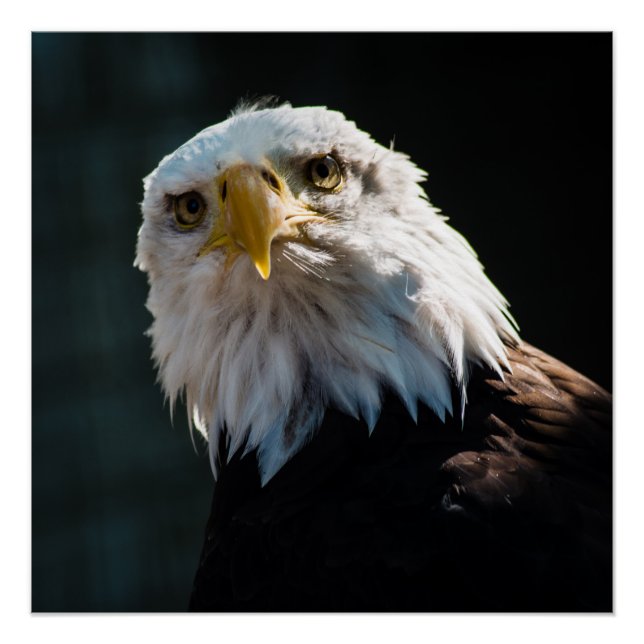 Curious Eagle Poster (Vorderseite)