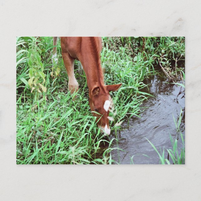 Curious Foal Postcard Postkarte (Vorderseite)