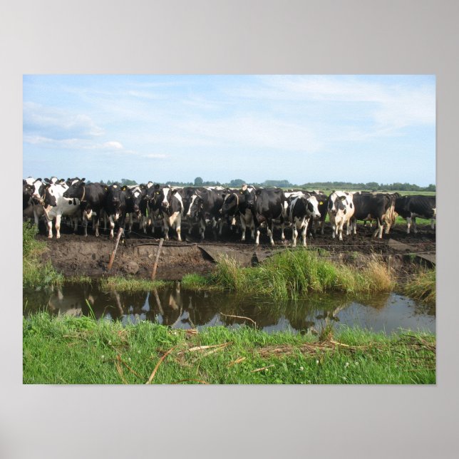 Curious Frisian Holstein Cows Poster (Vorne)