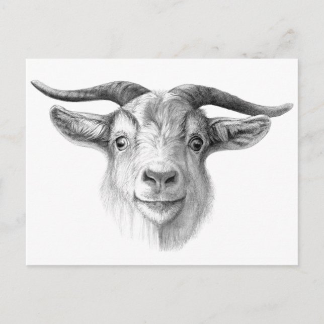 Curious goat G124 Postkarte (Vorderseite)