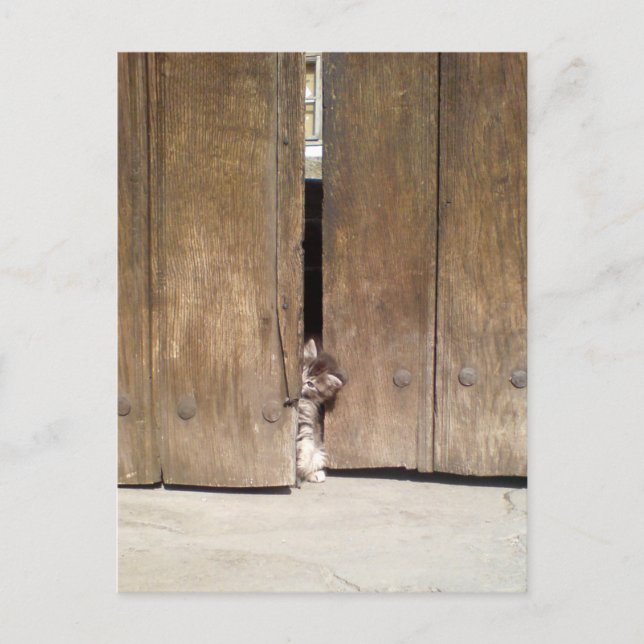 Curious Kitten Postkarte (Vorderseite)