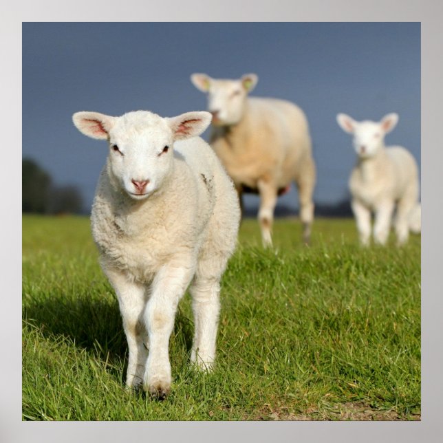 Curious Lamb Poster (Vorne)