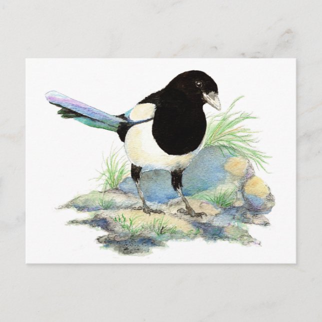 Curious Magpie Postcard Postkarte (Vorderseite)