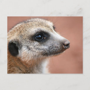 Curious Meerkat Postcard Postkarte