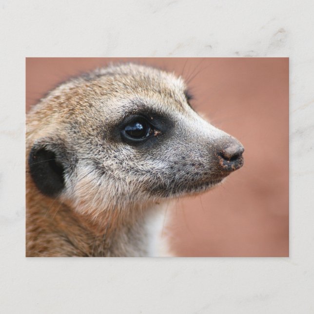 Curious Meerkat Postcard Postkarte (Vorderseite)