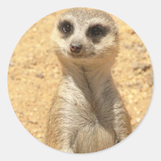 Curious Meerkat Sticker (Vorderseite)