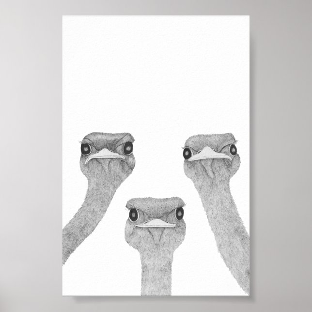Curious Ostriches Poster (Vorne)