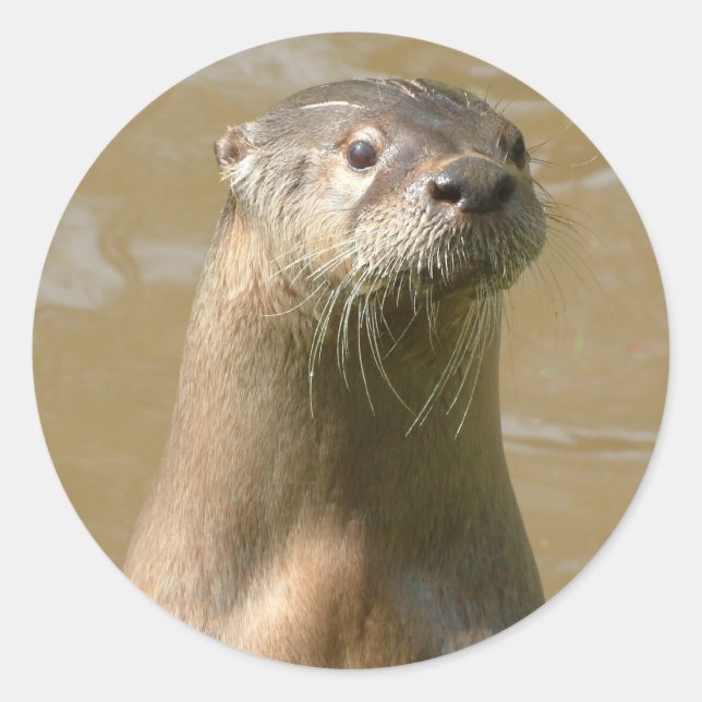 Curious Otter Sticker (Vorderseite)