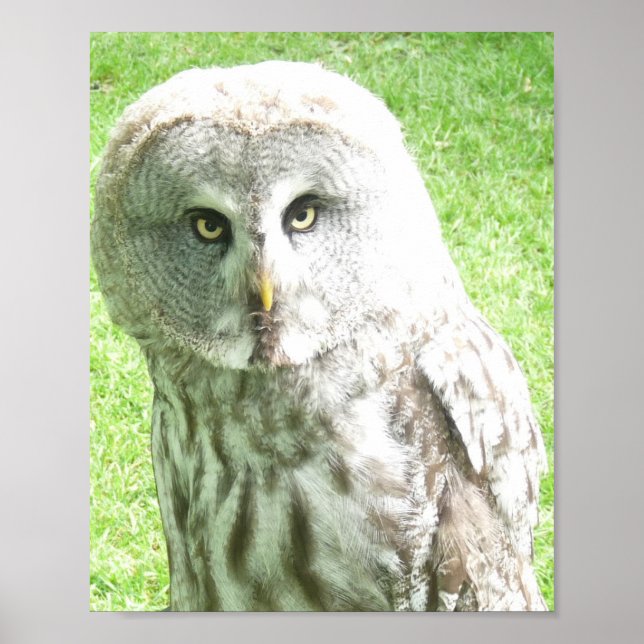 Curious Owl Poster (Vorne)