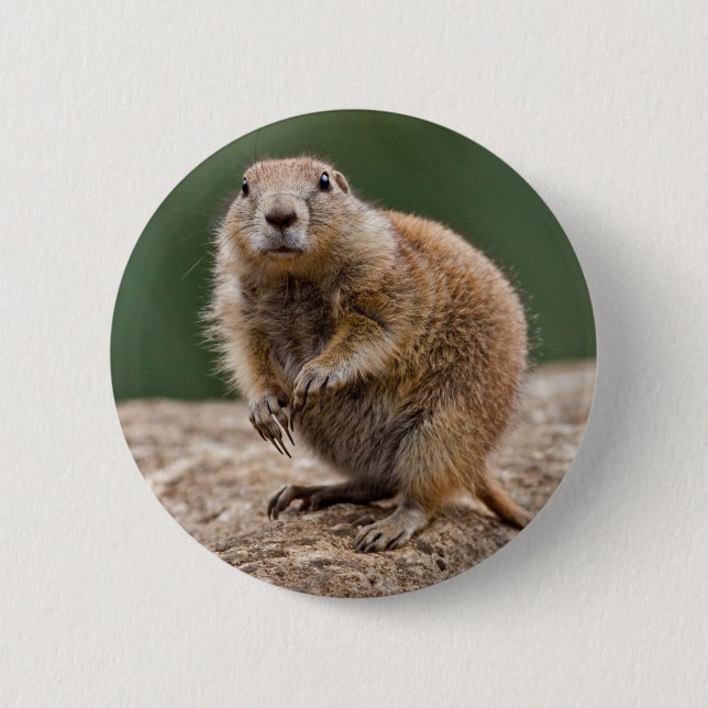 Curious Prairie Dog Abzeichen Button (Vorderseite)