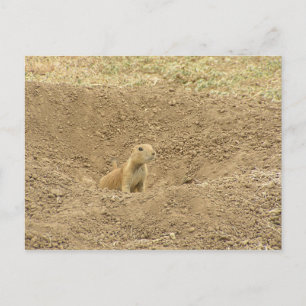 Curious Prairie Dog Postkarte