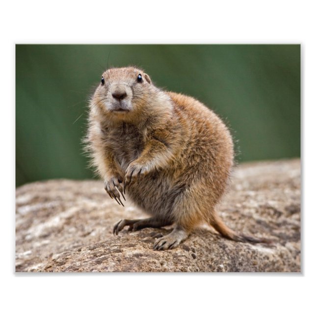 Curious Prairie Dog Print Fotodruck (Vorne)