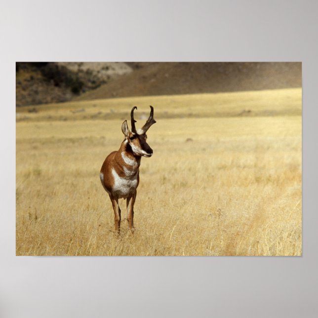 Curious Pronghorn Antelope  Print Poster (Vorne)
