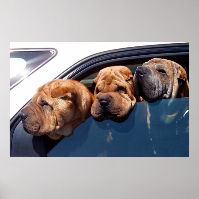 Curious Shar Pei Poster (Vorne)