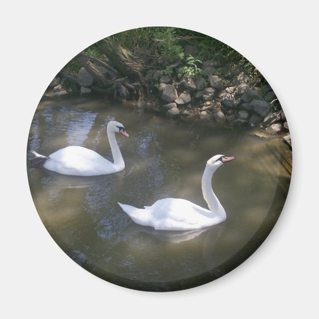 Curious Swans Magnet (Vorne)