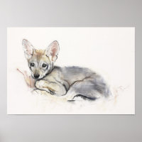 Curled Arabian Wolf Pup 2009