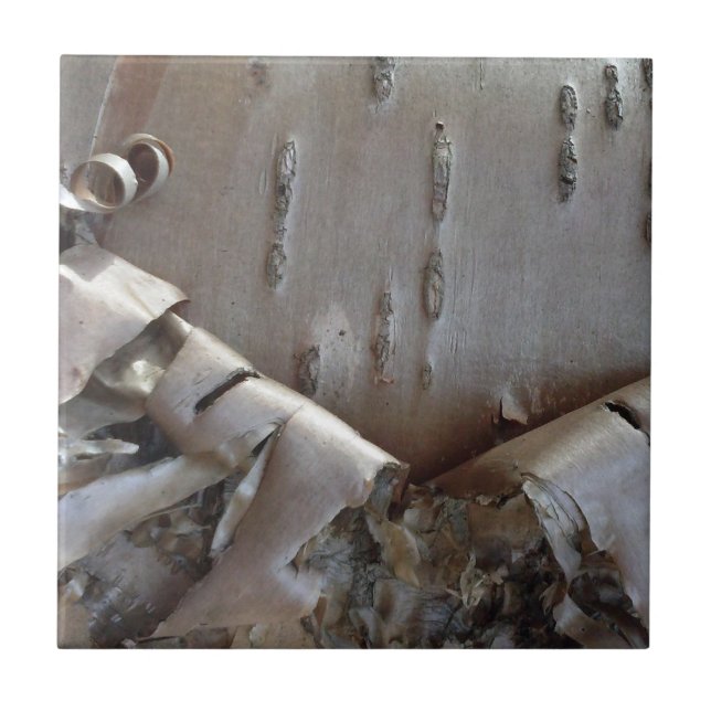 Curly Birch Bark Tree Rustic Fliese (Vorderseite)