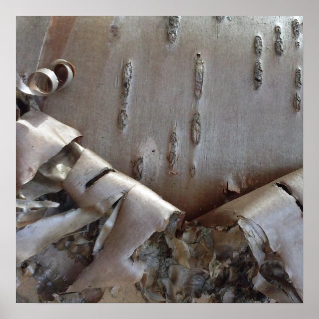 Curly Birch Bark Tree Rustic Poster (Vorne)