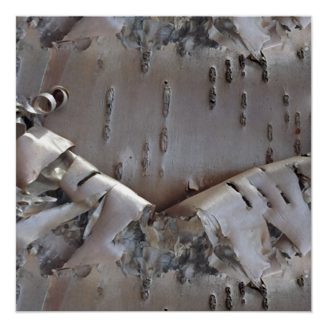 Curly Birch Bark Tree Rustic Poster (Vorderseite)