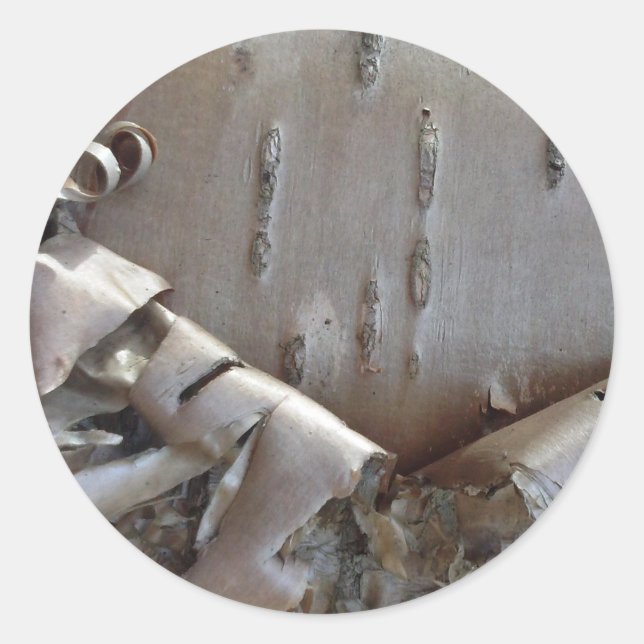 Curly Birch Bark Tree Rustic Runder Aufkleber (Vorderseite)