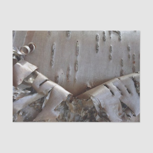 Curly Birch Bark Tree Rustic Seidenpapier (Vorderseite)