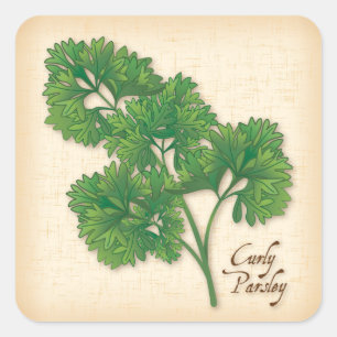 Curly Parsley Herb Square Sticker