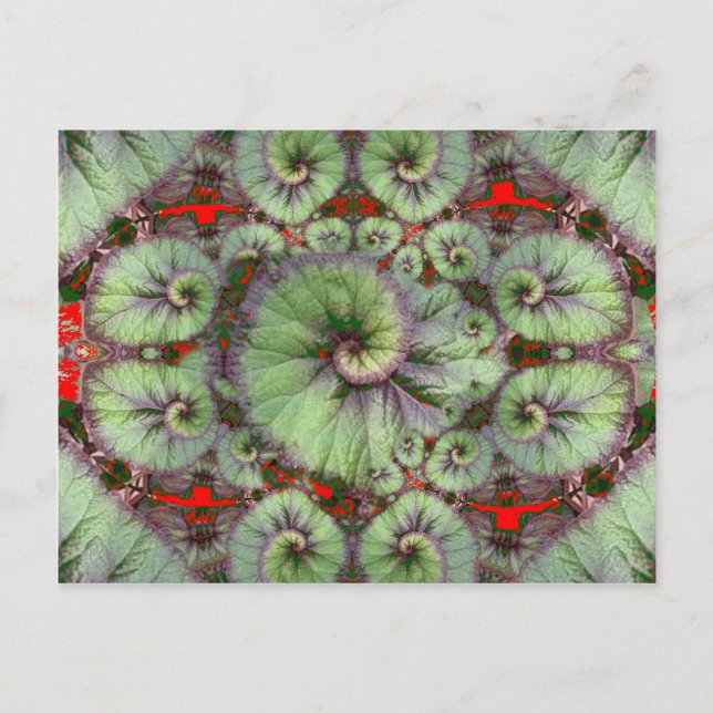 Curly Snail Begonia Geschenke von Sharles Postkarte (Vorderseite)