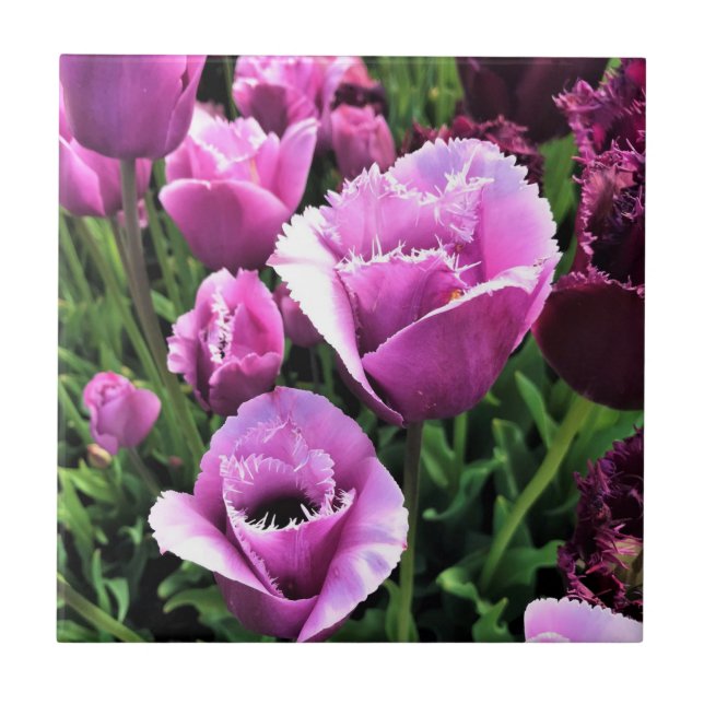 Curly Sue Lila Tulips, Oregon Fliese (Vorderseite)