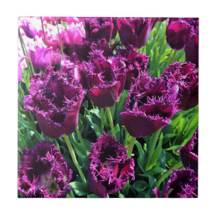Curly Sue Lila Tulips, Oregon Fliese