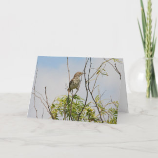 Curved Billed Thrasher Karte