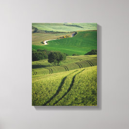 Curvise Linien in grüner Leinwand der Toskana