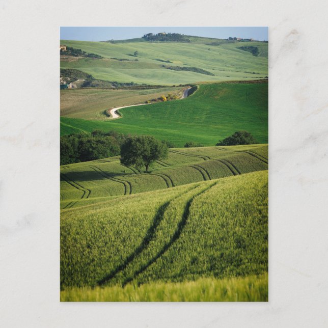 Curvise Linien in grüner toskanischer Postkarte (Vorderseite)