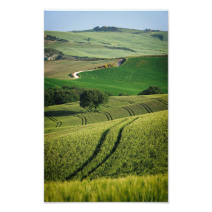 Curvy Linien im grünen Toskana-Fotodruck Fotodruck
