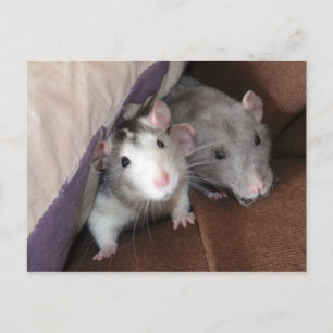 "Cushion Dwellers" Rat Postcard Postkarte
