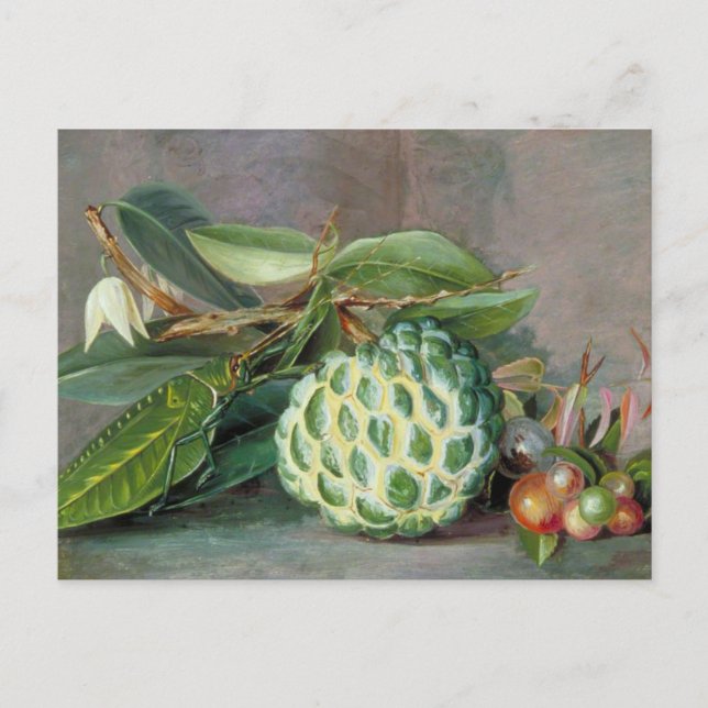 Custard Apple - Marianne North Postcard Postkarte (Vorderseite)