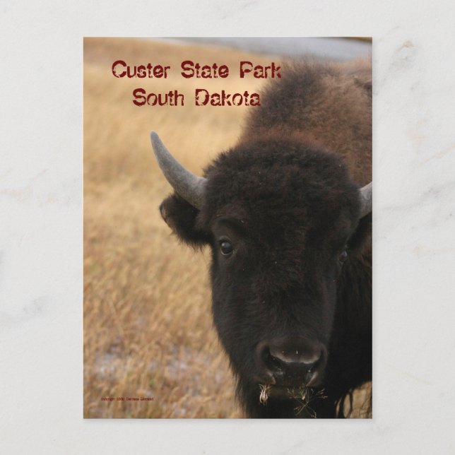 Custer Staat Park, South Dakota Postcard Postkarte (Vorderseite)