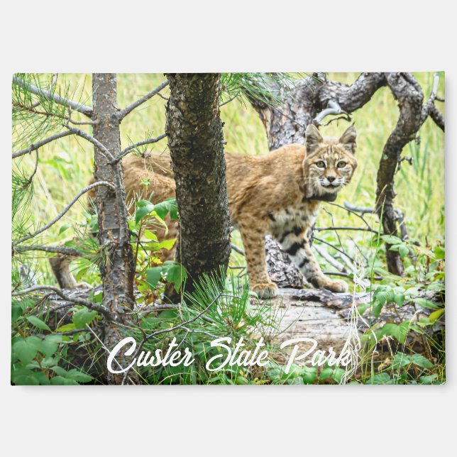 Custer State Park Bobcat Magnet (Vorderseite)