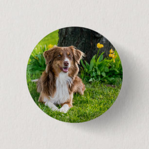 Custom Australian Shepherd Dog Pet Foto Button