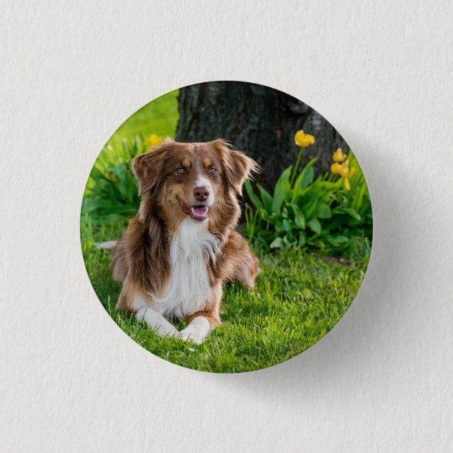Custom Australian Shepherd Dog Pet Foto Button (Vorderseite)