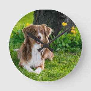 Custom Australian Shepherd Dog Pet Foto Runde Wanduhr