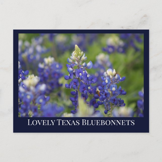 Custom Blue Spring Bluebonnet Texas Staat Blume Postkarte (Vorderseite)