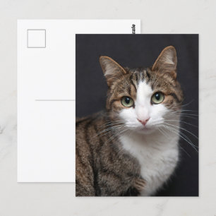 Custom Brown Tabby Cat Single Pet Foto Postkarte