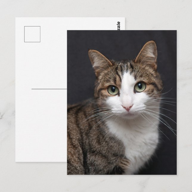 Custom Brown Tabby Cat Single Pet Foto Postkarte (Vorne/Hinten)
